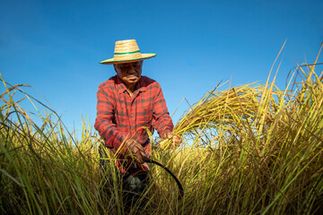 An elderly farmer harvest of the rice field in harvest season. Senior man farmer harvesting rice in...