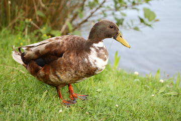 Stockenten-Hybrid / Mallard-Hybrid / Anas platyrhynchos