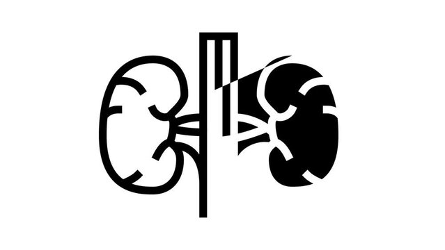 kidney human organ line icon animation