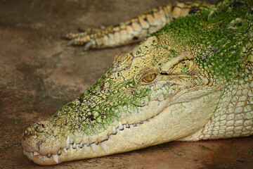 Weißes Leistenkrokodil / White saltwater crocodile / Crocodylus porosus