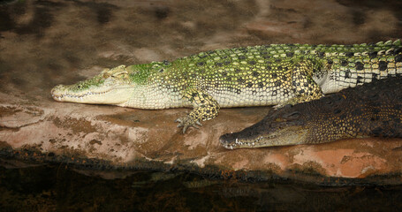Weißes Leistenkrokodil / White saltwater crocodile / Crocodylus porosus
