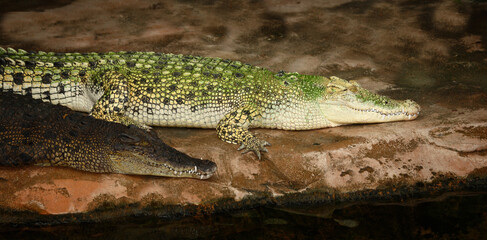 Weißes Leistenkrokodil / White saltwater crocodile / Crocodylus porosus