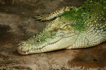 Naklejka premium Weißes Leistenkrokodil / White saltwater crocodile / Crocodylus porosus