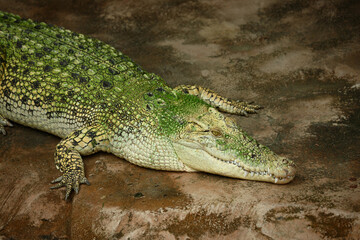 Weißes Leistenkrokodil / White saltwater crocodile / Crocodylus porosus