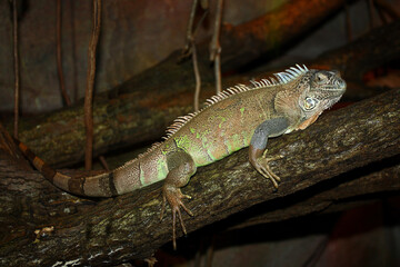 Grüner Leguan / Green iguana / Iguana iguana