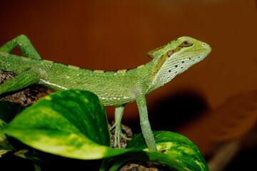 Kronenbasilisk / Eastern casquehead iguana / Laemanctus longipes