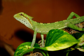 Kronenbasilisk / Eastern casquehead iguana / Laemanctus longipes