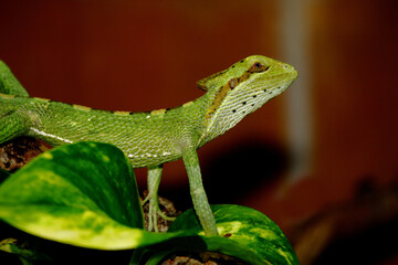 Kronenbasilisk / Eastern casquehead iguana / Laemanctus longipes