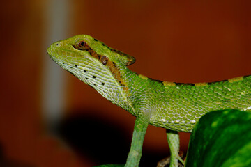 Kronenbasilisk / Eastern casquehead iguana / Laemanctus longipes