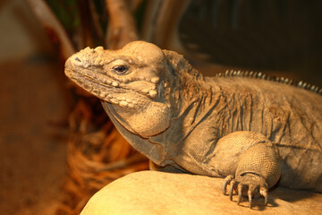 Nashornleguan / Rhinoceros iguana / Cyclura cornuta