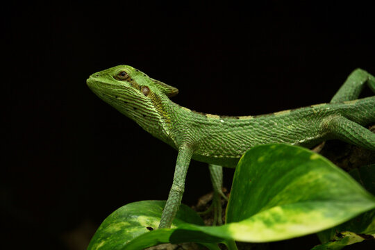 Kronenbasilisk / Eastern casquehead iguana / Laemanctus longipes