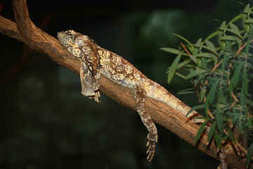 Kragenechse / Frill-necked lizard / Chlamydosaurus kingii