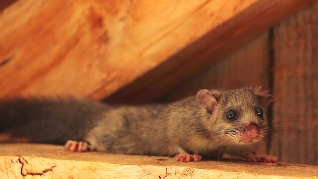 Dormouse under the roof. Squirrel tailed dormouse on wooden beam, Myoxus, Edible dormouse