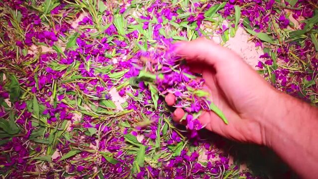 Fresh mountain tea crop drying. Tea Control. Check the dryness of the tea. Willow herb (Ivan-tea), Chamaenerion angustifolium, Epilobium spicatum. Serbian - Kiprovina, Vrbica, Vrbovica