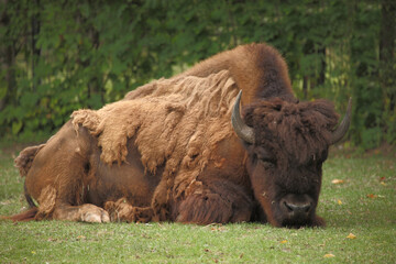 Fototapeta premium Amerikanischer Bison / American bison / Bison bison - Bos bison