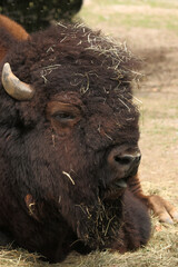 Amerikanischer Bison / American bison / Bison bison - Bos bison