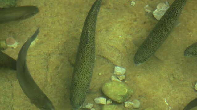 Trout fish swim in the river. Rainbow trout swimming