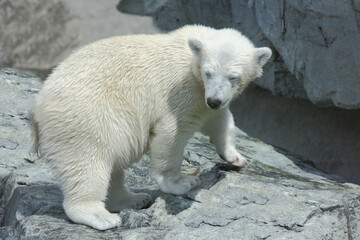 Eisbär / Polar bear / Ursus maritimus