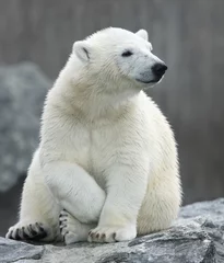 Fototapete Eisbär / Polar bear / Ursus maritimus © Ludwig