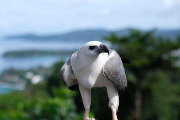 closeup eagle with blur background