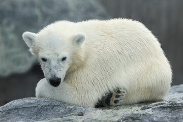 Eisb&auml;r / Polar bear / Ursus maritimus