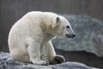Obraz na płótnie Canvas Eisbär / Polar bear / Ursus maritimus