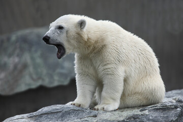 Fototapeta na wymiar Eisbär / Polar bear / Ursus maritimus