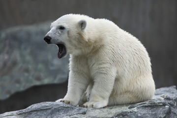 Eisb&auml;r / Polar bear / Ursus maritimus