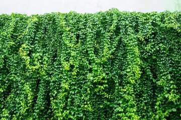 green leaves wall background, wedding backdrop