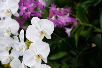 Obraz na płótnie Canvas orchid flower, beautiful flower nature background