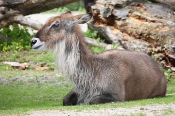 Defassa-Wasserbock / Defassa waterbuck / Kobus defassa - Kobus ellipsiprymnus defassa