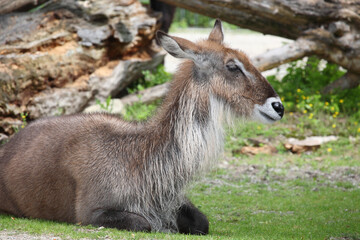 Fototapeta premium Defassa-Wasserbock / Defassa waterbuck / Kobus defassa - Kobus ellipsiprymnus defassa