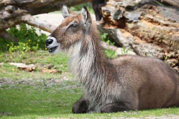 Defassa-Wasserbock / Defassa waterbuck / Kobus defassa - Kobus ellipsiprymnus defassa