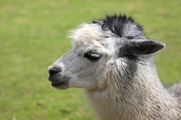 Obraz premium Alpaka / Alpaca / Vikugna pacos