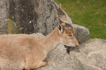 Schraubenziege / Markhor / Capra falconeri