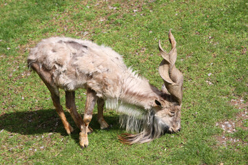 Schraubenziege / Markhor / Capra falconeri