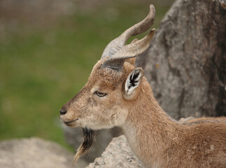 Schraubenziege / Markhor / Capra falconeri.