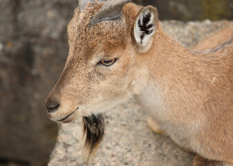 Schraubenziege / Markhor / Capra falconeri.
