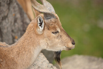 Fototapeta premium Schraubenziege / Markhor / Capra falconeri.