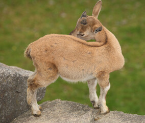 Schraubenziege / Markhor / Capra falconeri.