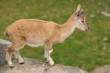 Schraubenziege / Markhor / Capra falconeri.