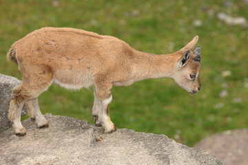 Schraubenziege / Markhor / Capra falconeri.