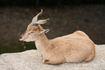 Schraubenziege / Markhor / Capra falconeri.