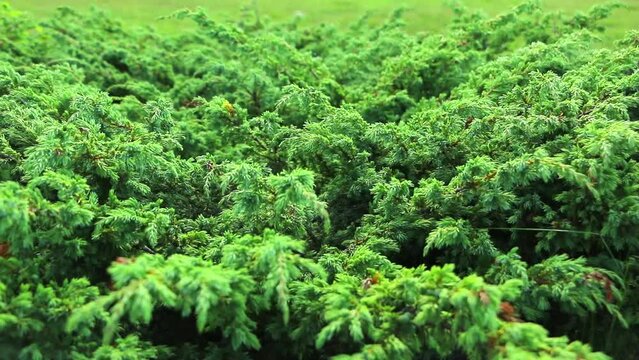 Juniper tree with berries. Green juniper branches. Juniperus communis