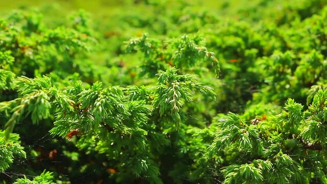 Juniper tree with berries. Green juniper branches. Juniperus communis