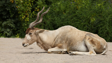 Mendesantilope / Addax / Addax nasomaculatus