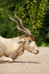 Mendesantilope / Addax / Addax nasomaculatus
