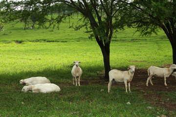 Beautiful white sheep on green grass in safari park