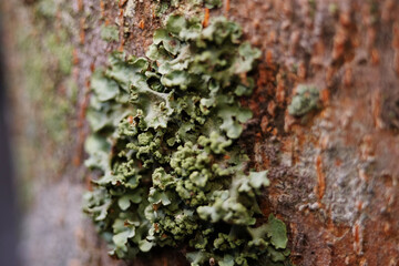 Leafier lichen forms are often indicators of good air quality.