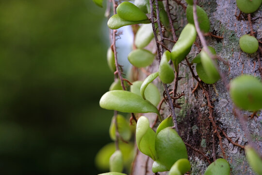 Pyrrosia Piloselloides Is Used As Traditional Folk Medicine In Different Countries To Treat Different Conditions